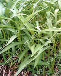 ls2