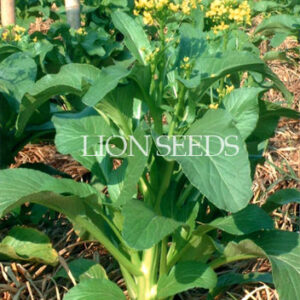 Pak Choi (Big Horn)