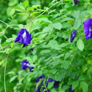 BUTTERFLY PEA