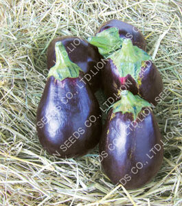 Short Purple