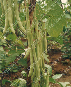 Black Seed