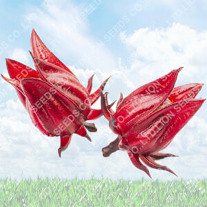 Roselle
