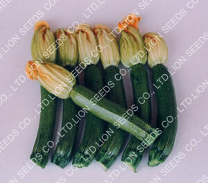Zucchini 1211