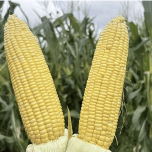 F1 Sweet Corn No. 3