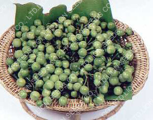 Devils Fig-Puang Yok