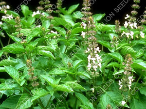 Hoary Basil