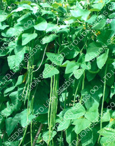Black Seed